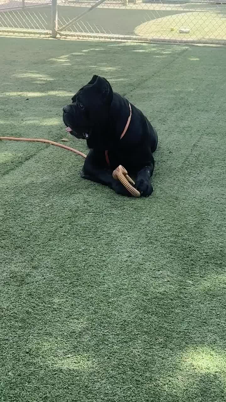 @Cane Corsos