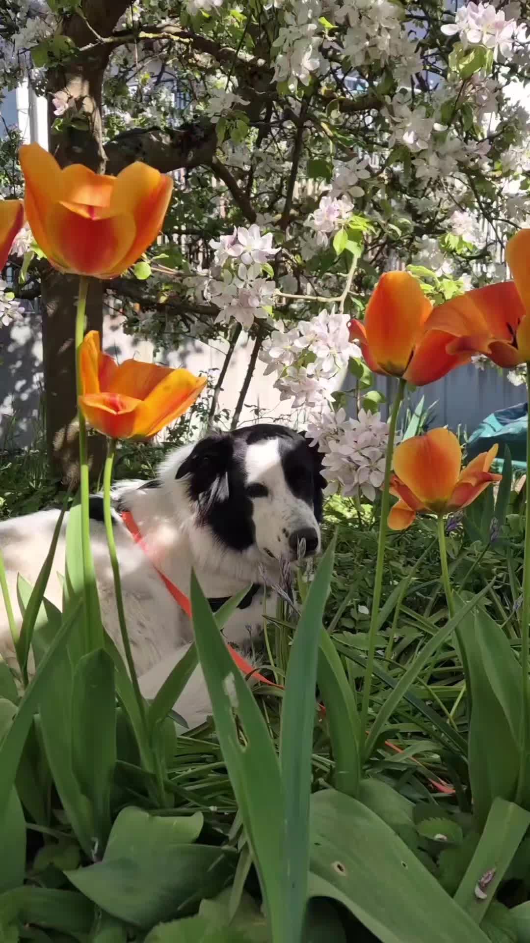 @Vino 🐶
