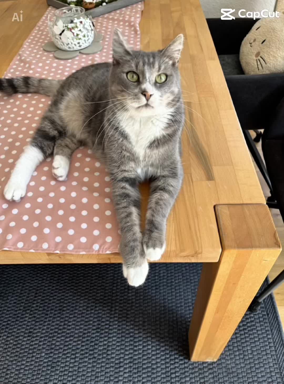 @Tina🙋🏼♀️Shiva🐈⬛❤️Mou🐈