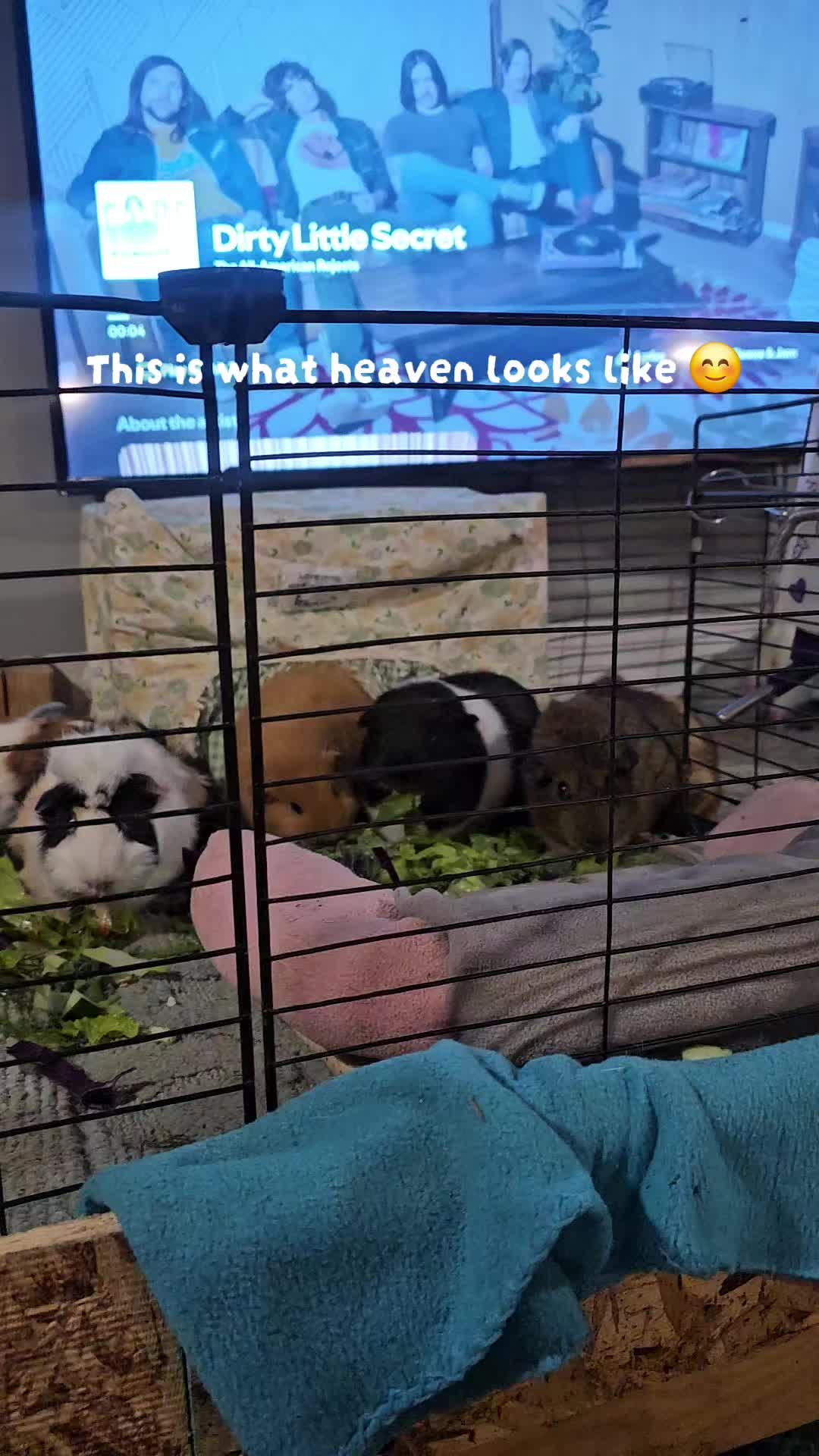 @♡GuineaPiggy♡