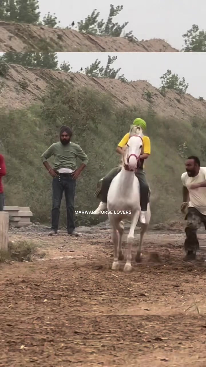 @🏇 MARWARI HORSE RACING 🏇