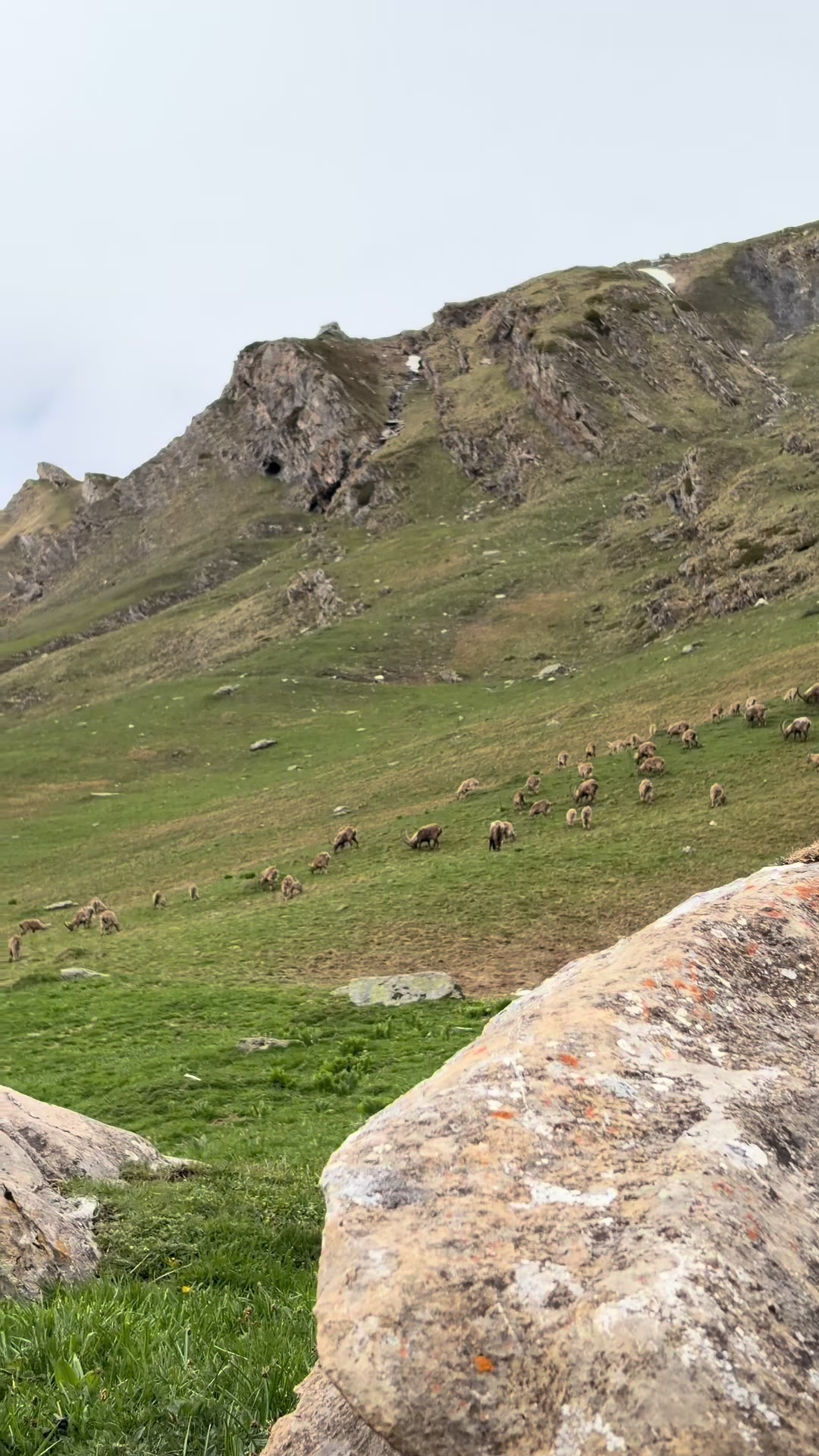 @Chasseur Montagnard