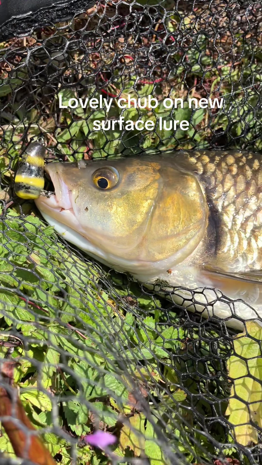@Custom lure factory
