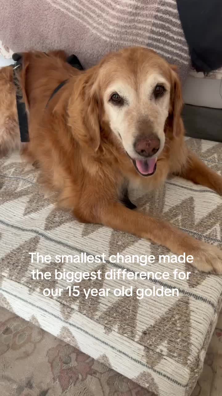 @DogMomisms