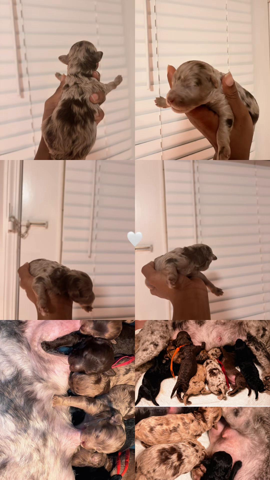 @MKPoodles