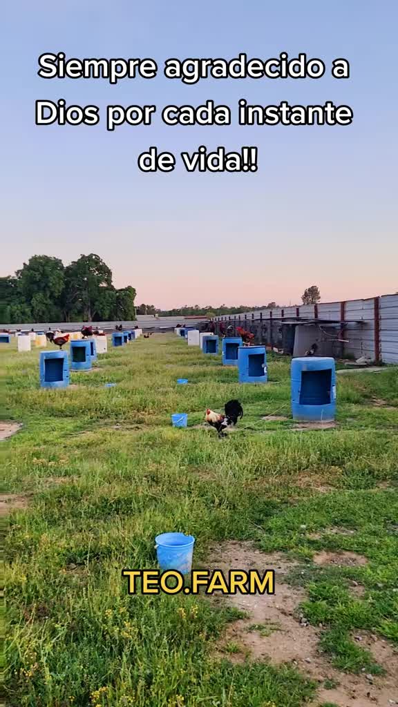 @TEO.FARM.CECI