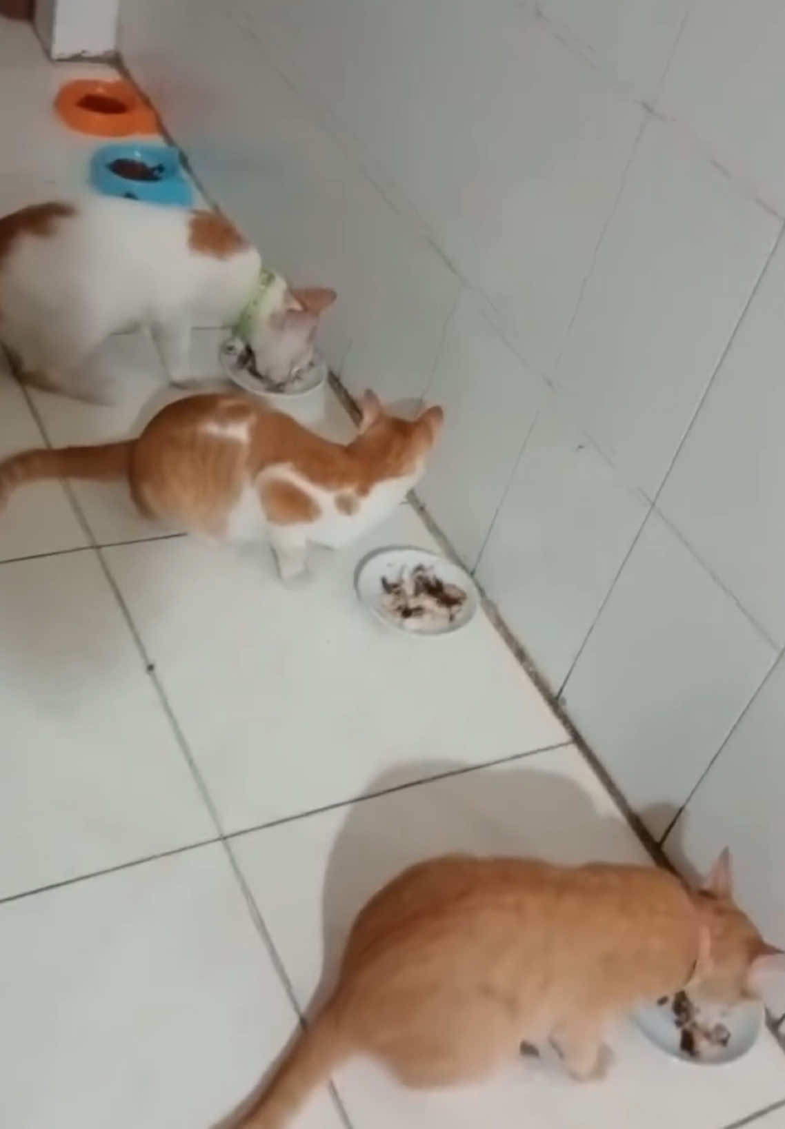 @Mew Mew96
