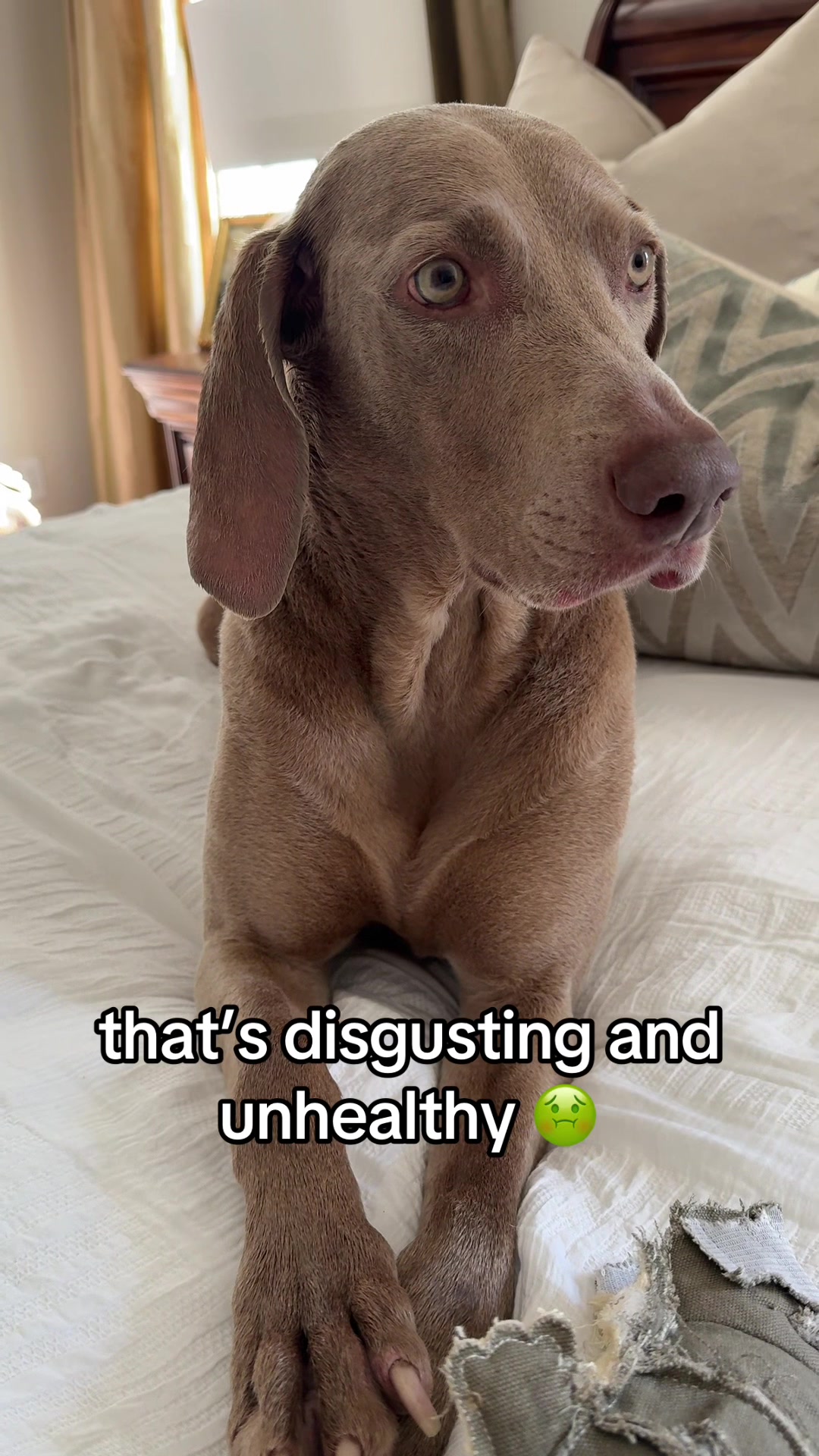 @Zoey the Weim