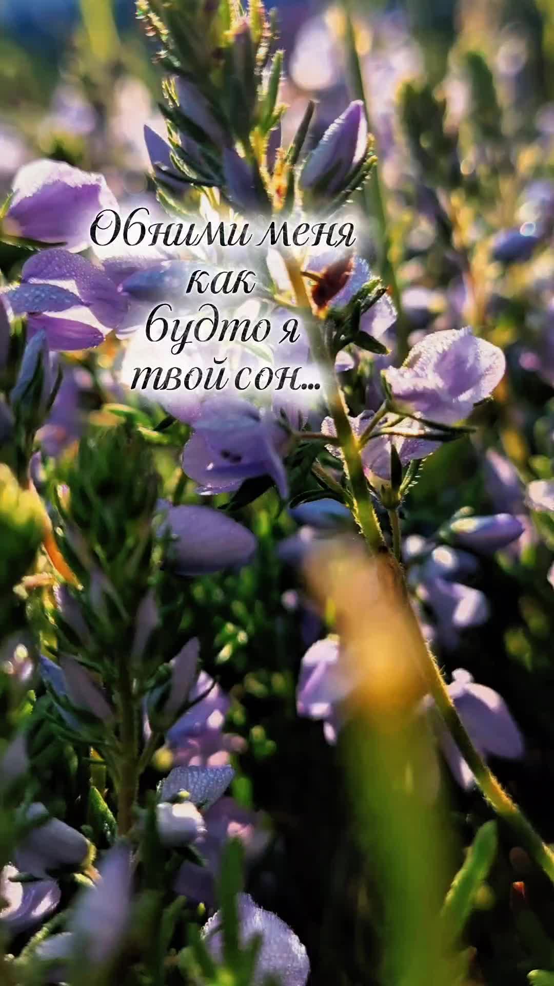 @Цитаты, статусы)
