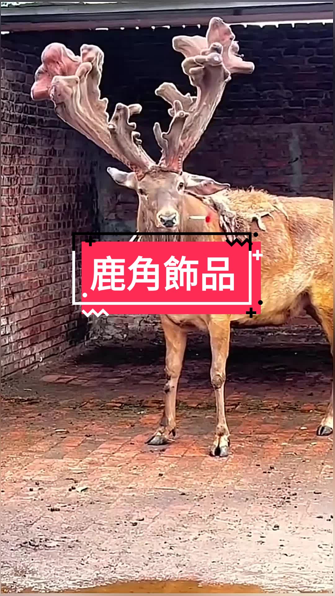 @黃藝刀工