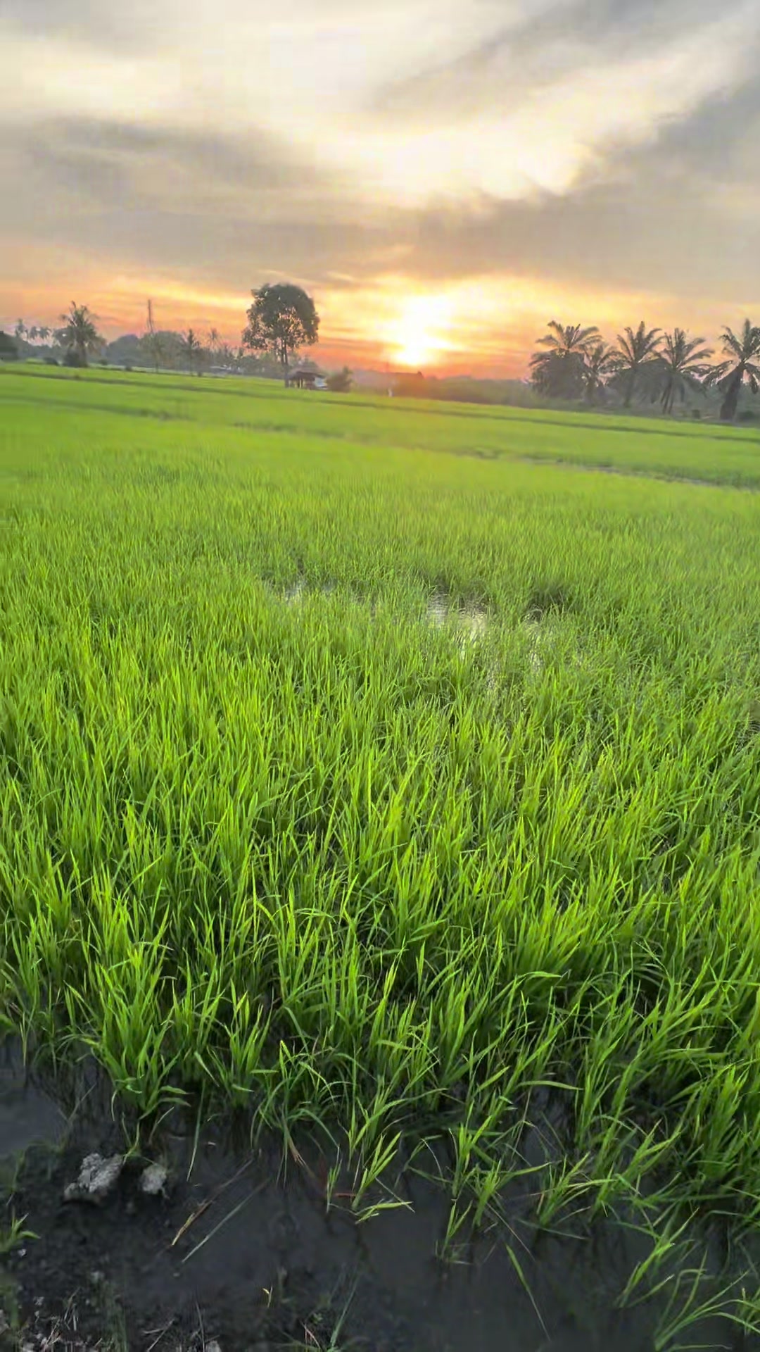 @wakjool🌾🚜🔴🔵