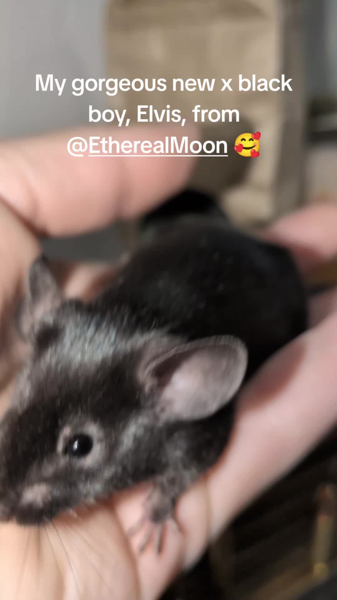 @SnekDice