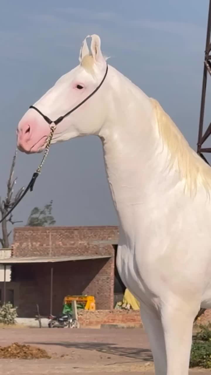 @شوق۔ پنجاب دا🐴🐴