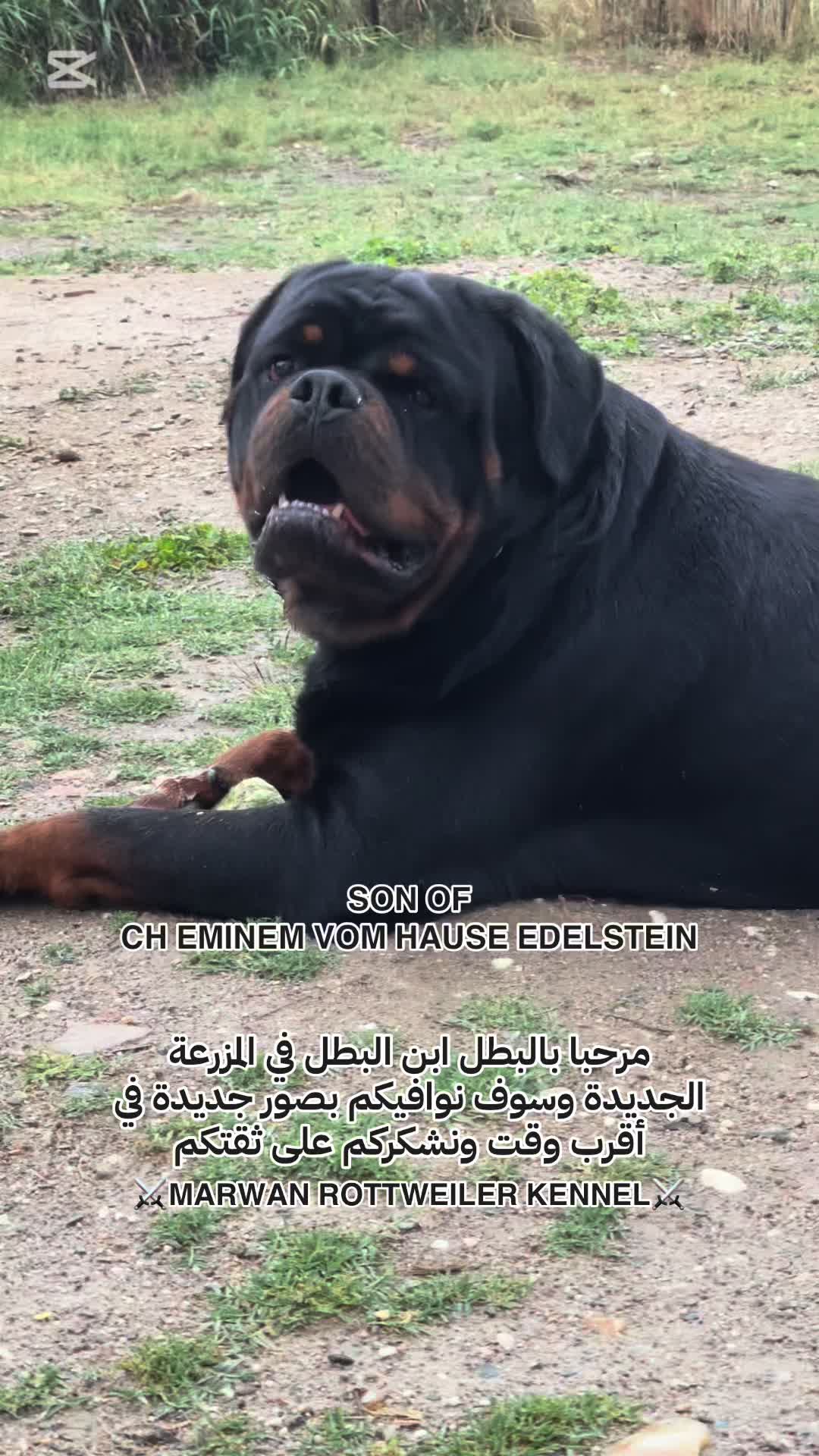 @Marwan Rottweiler-ke