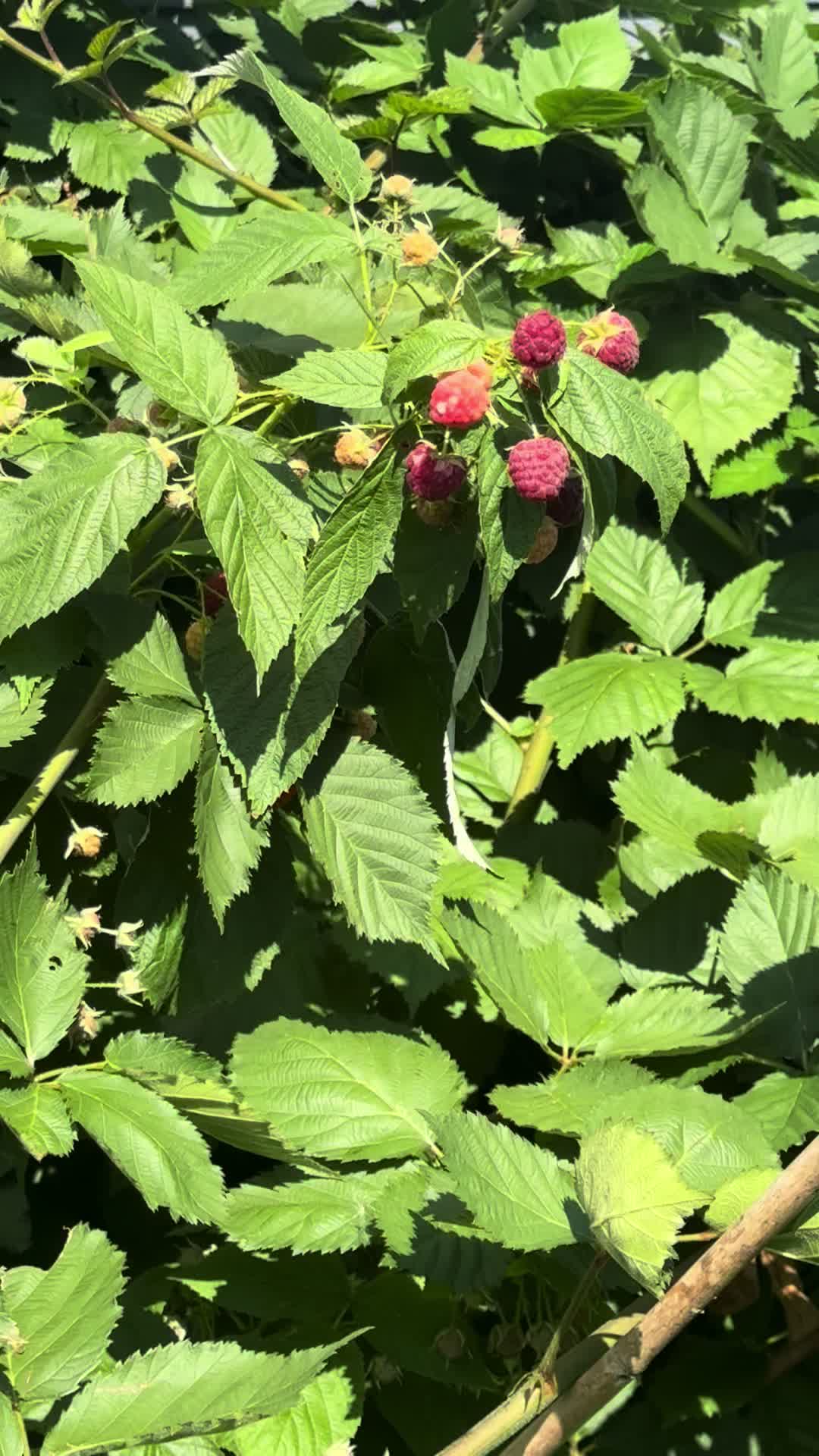 @SaraRNAtHappyFunMicroOrchard