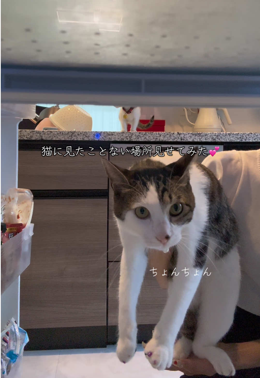 @ちょぽんばぶ𑁊^. .^𑁊