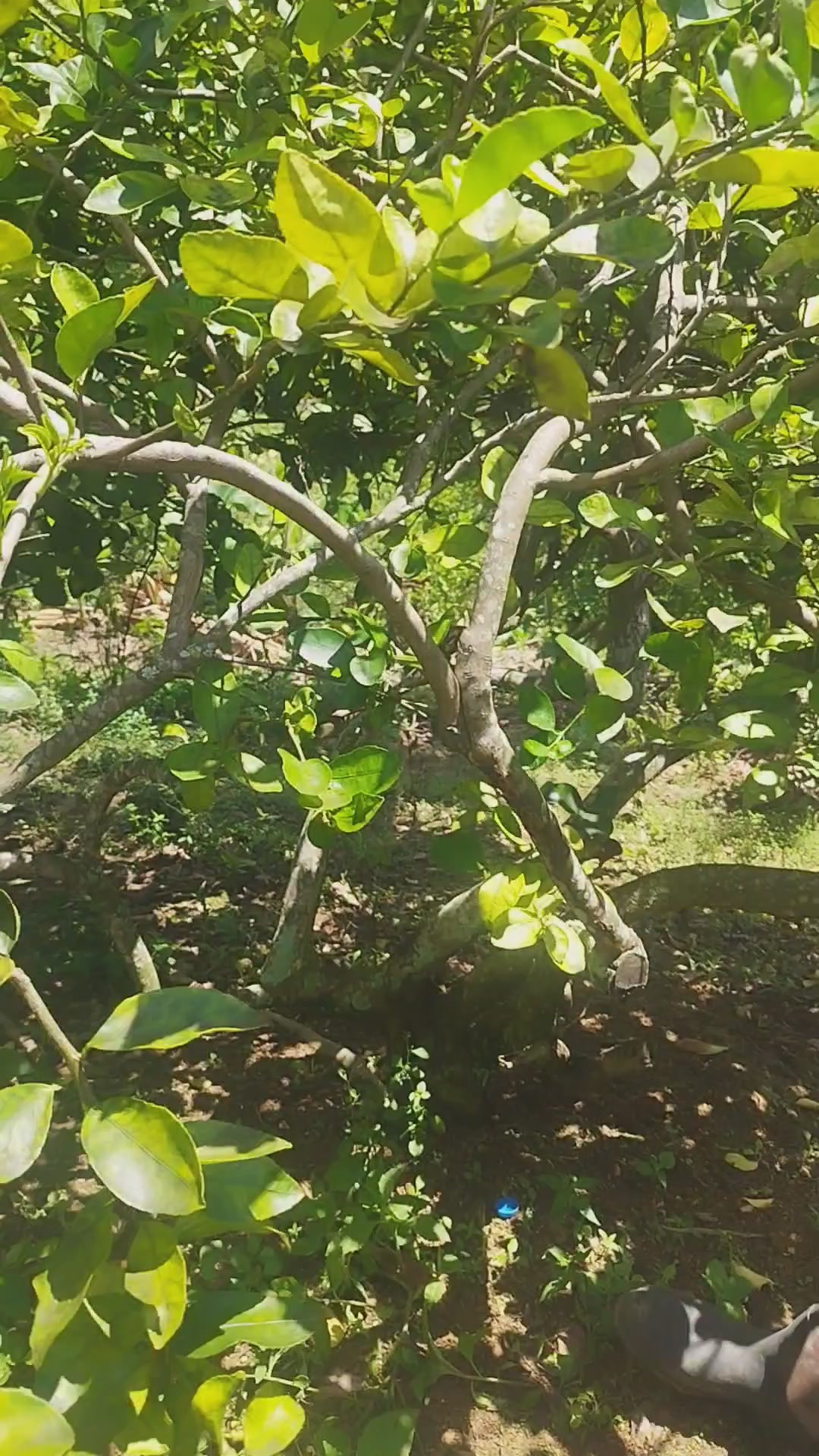 @C&iacute;tricos Ramirez 🍋