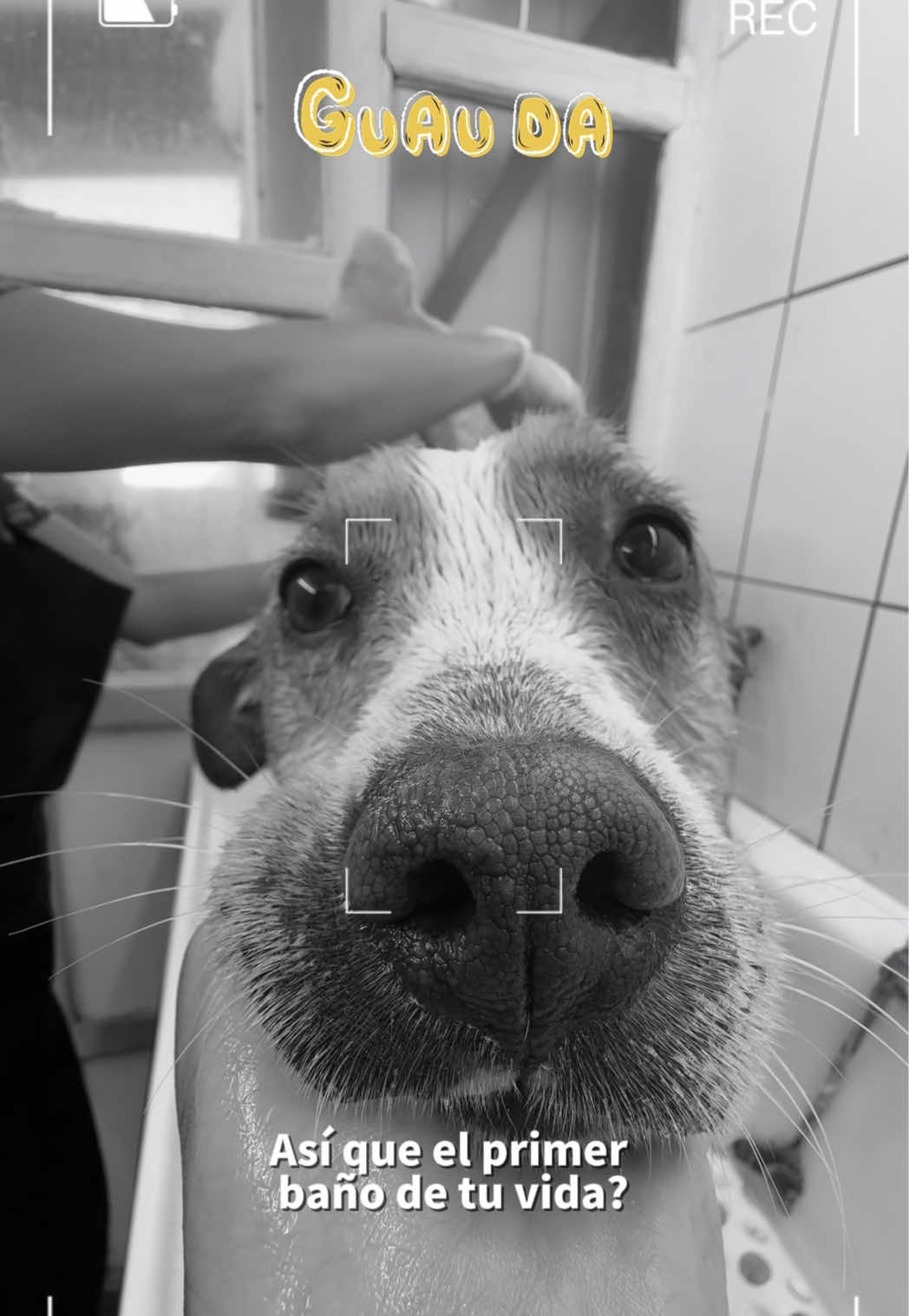 @Guau Da 🐶