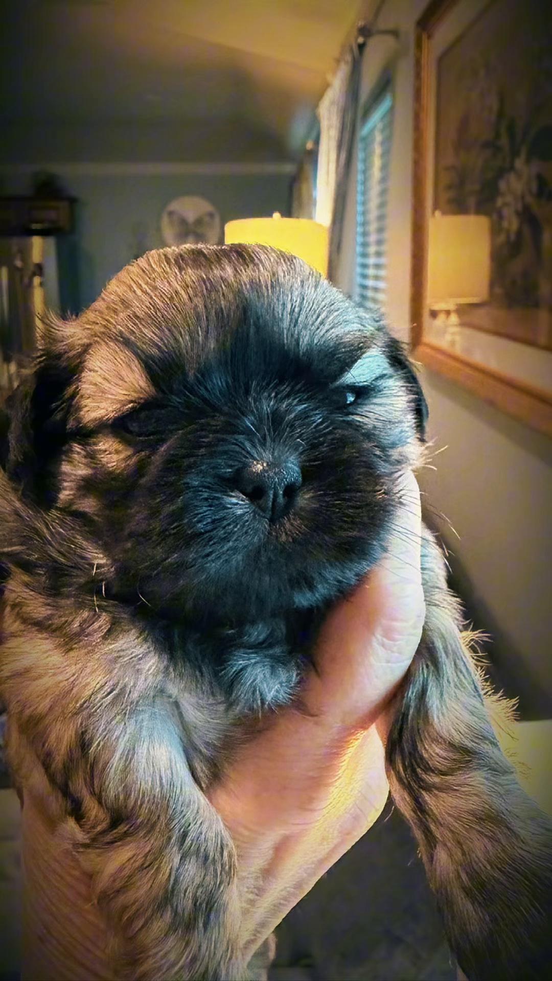 @Twilight Shih Tzu