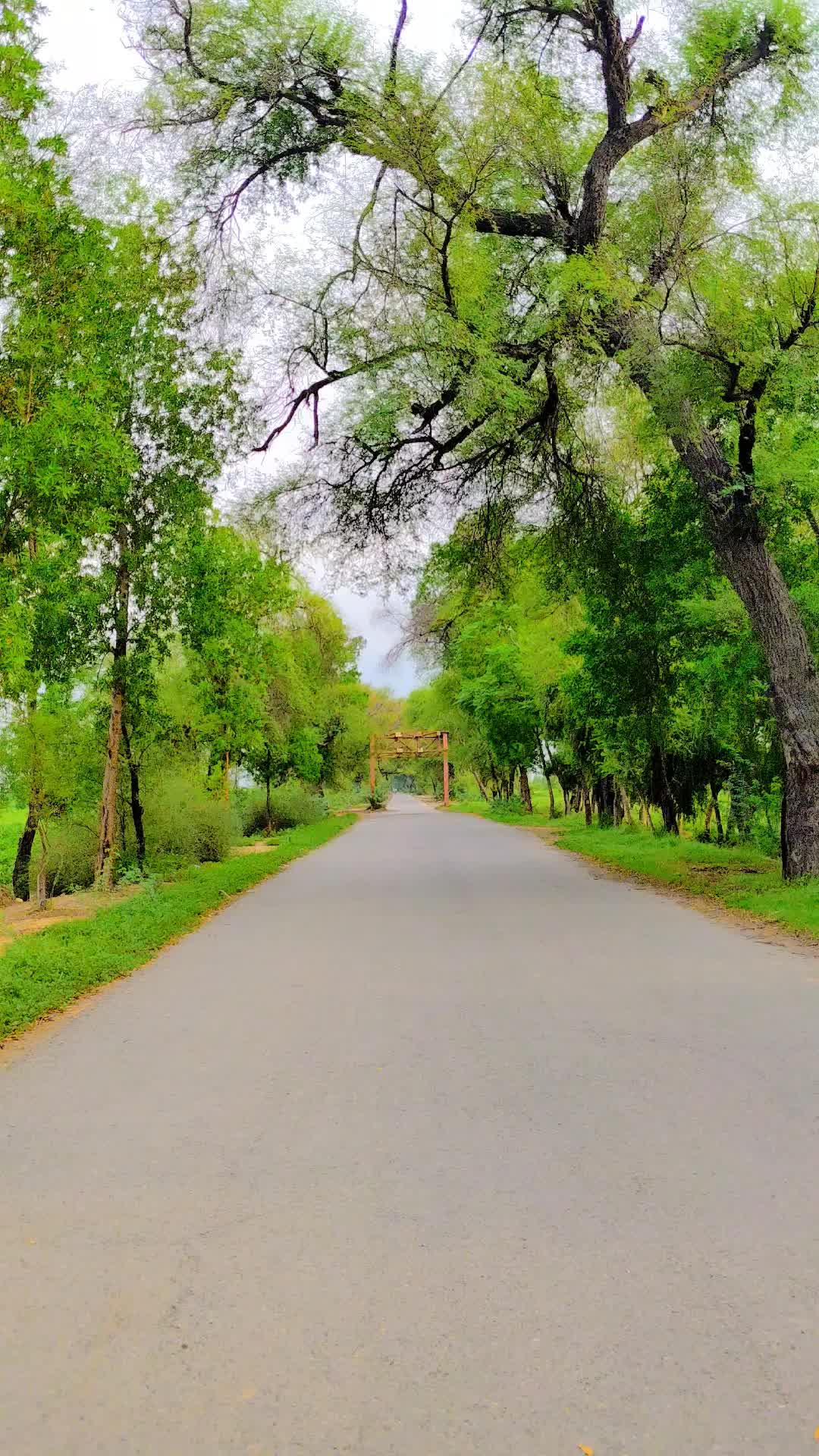 @Mehar Arslan