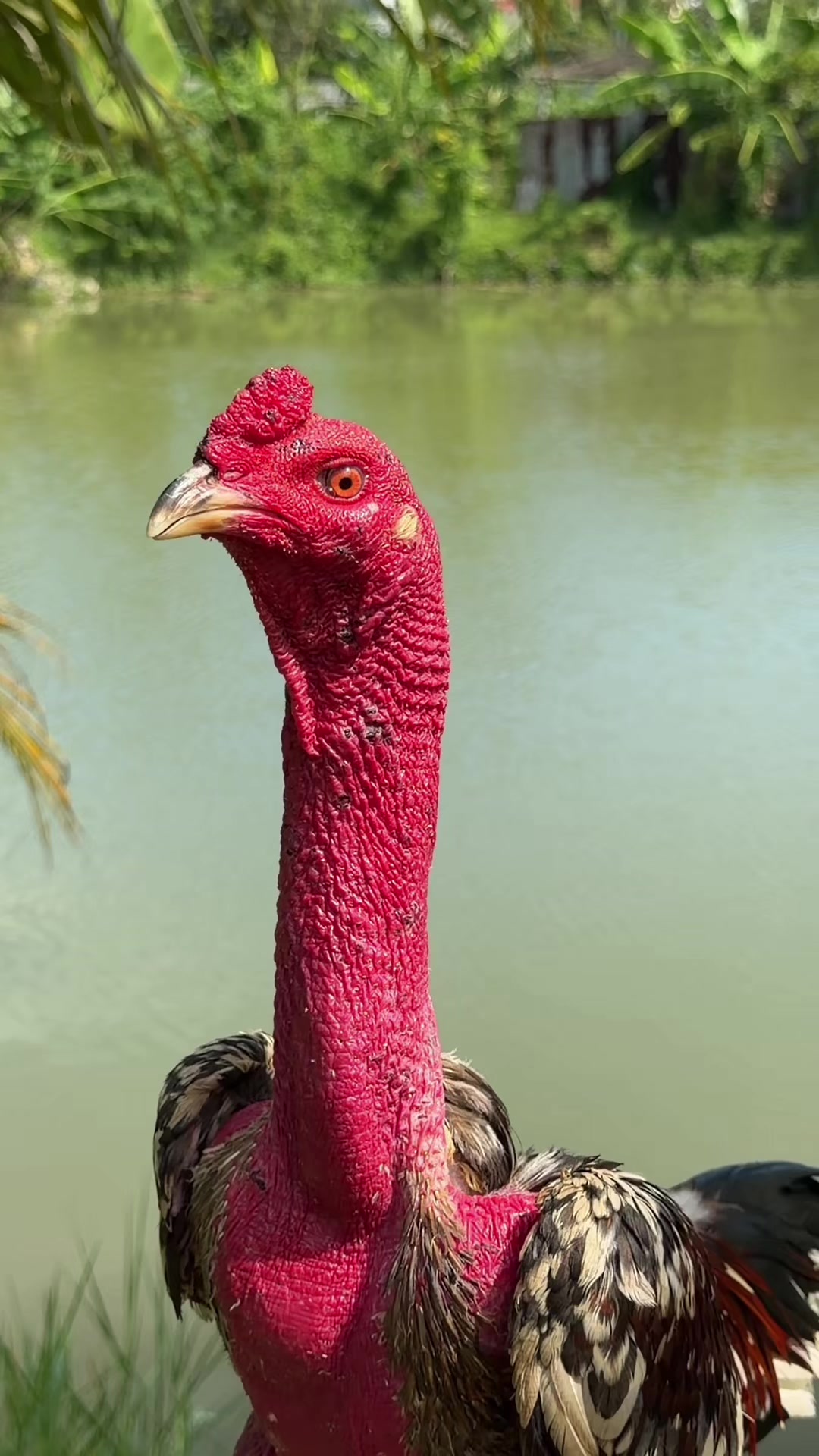 @Quốc kh&aacute;nh