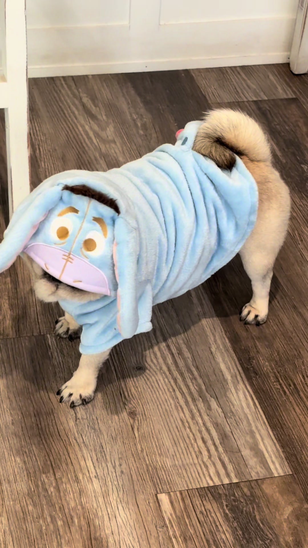 @Rocki the Pug ๐ถ