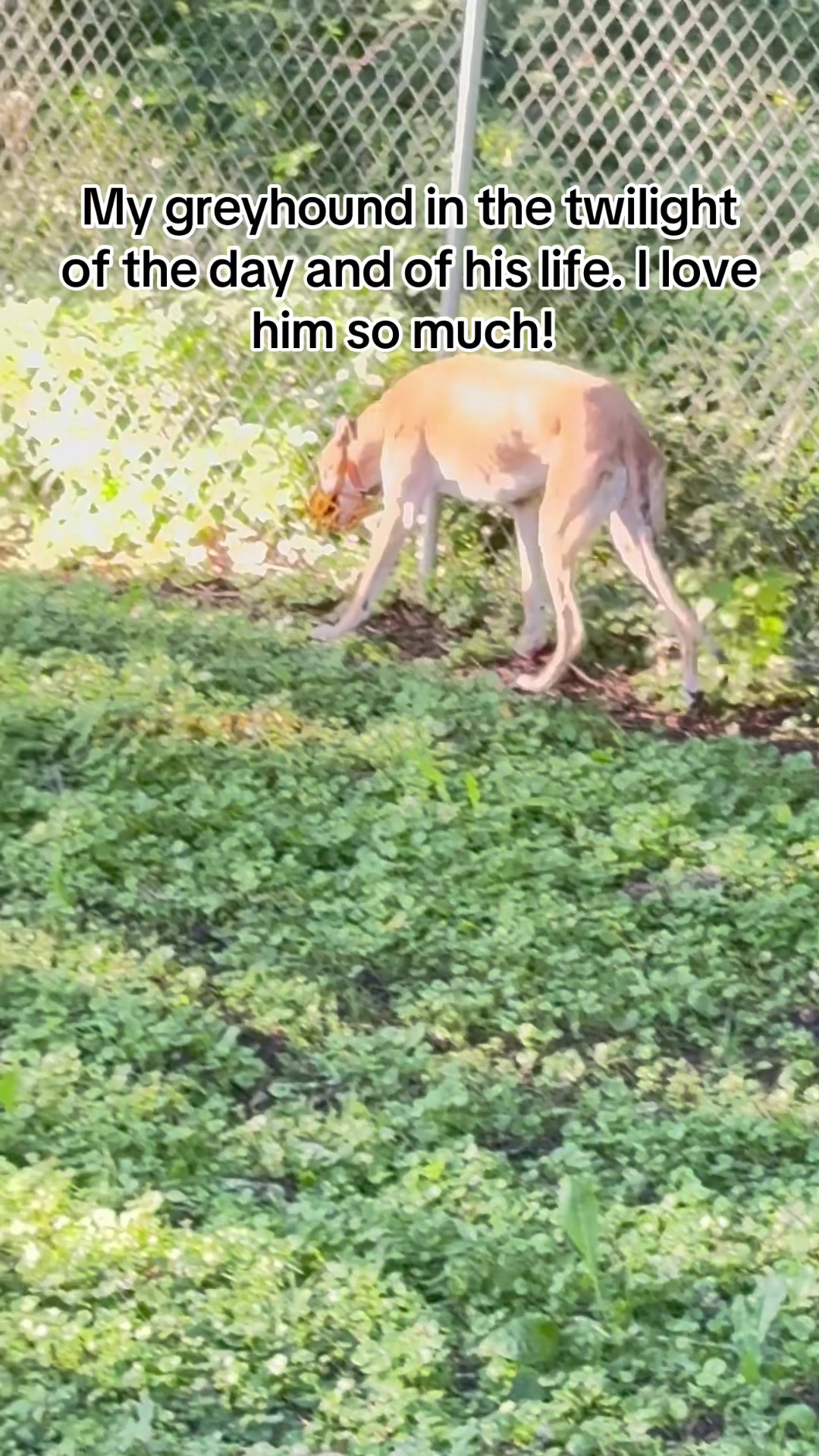 @Cyn's Dogs