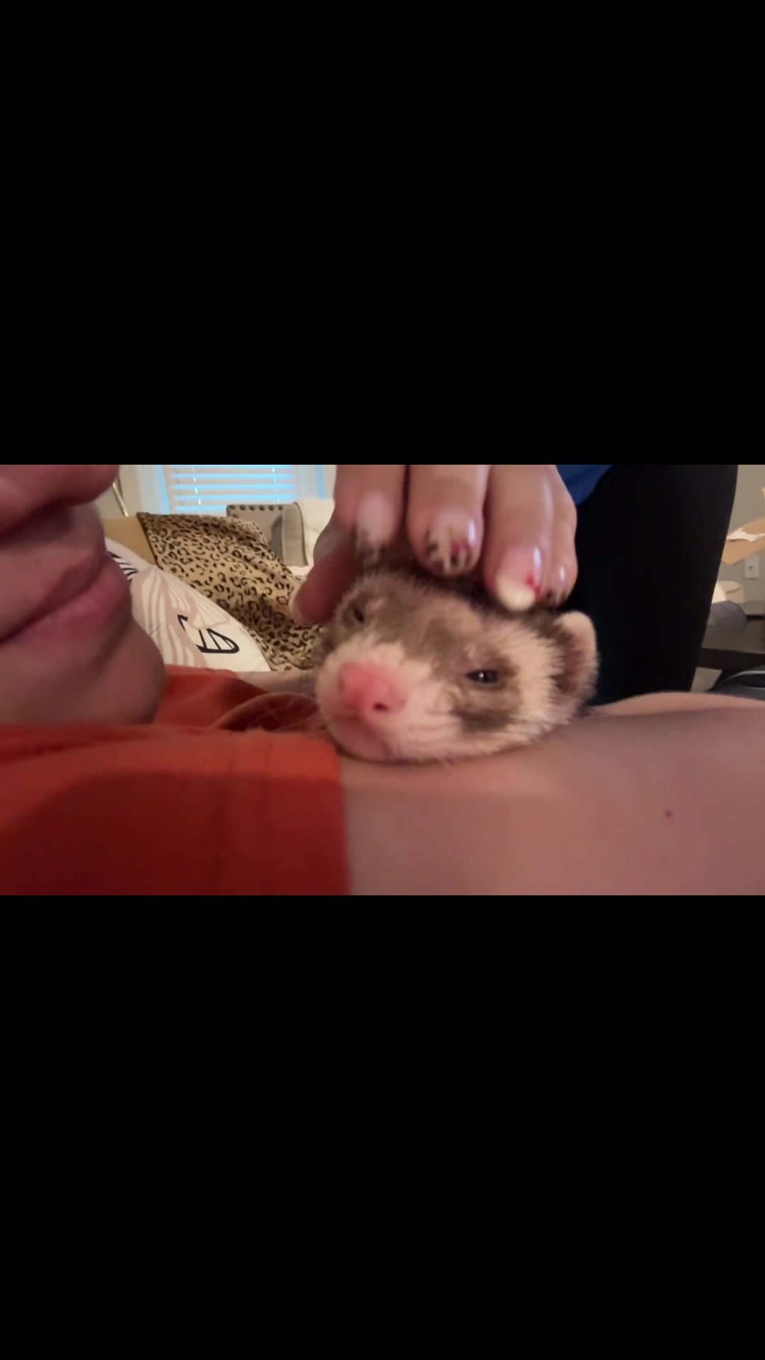 @oliverandstellaferrets