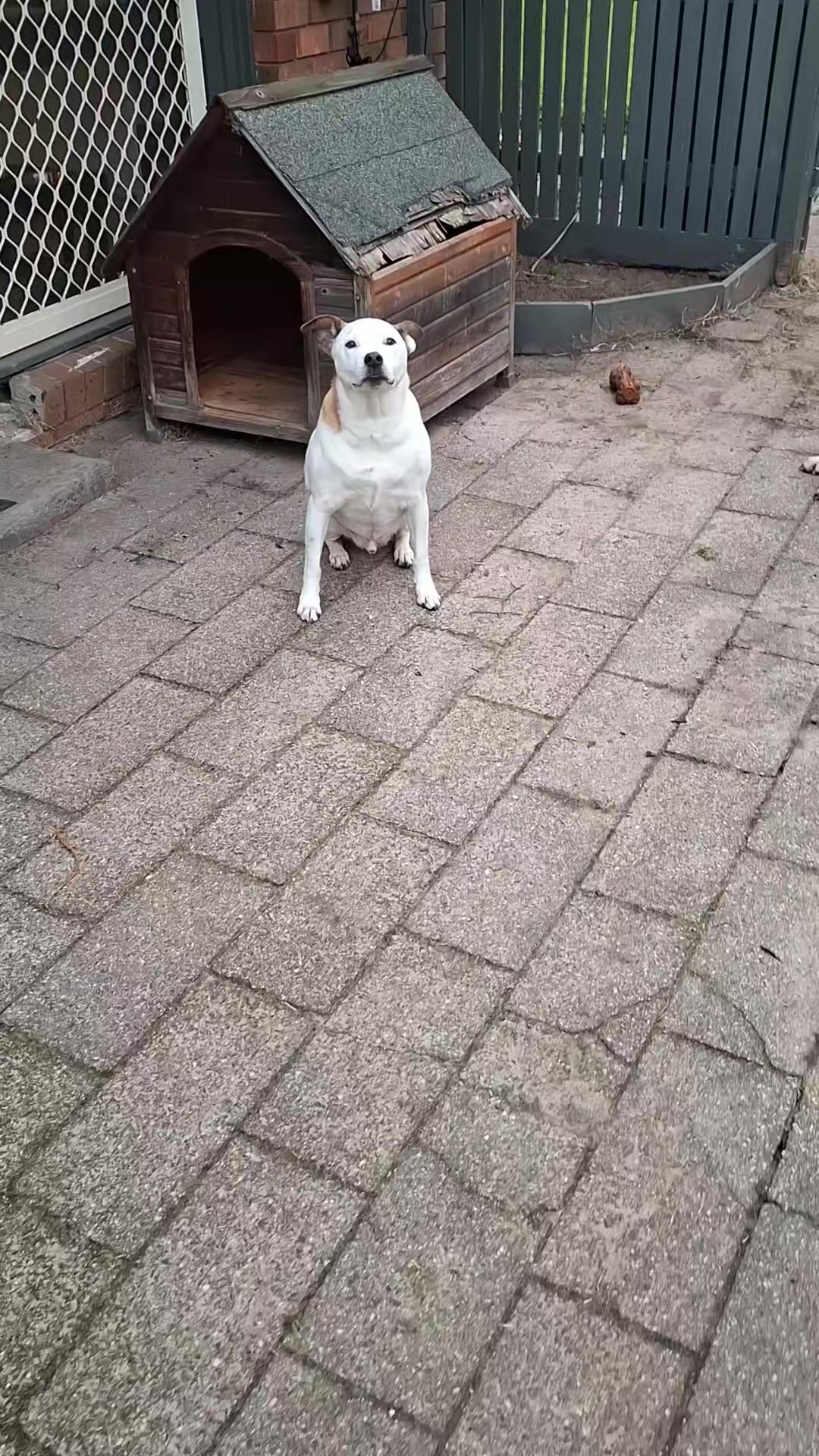 @dogs_and_stuff_8