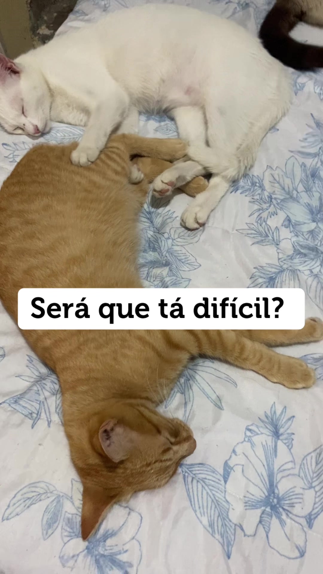 @Karoleos12gatos