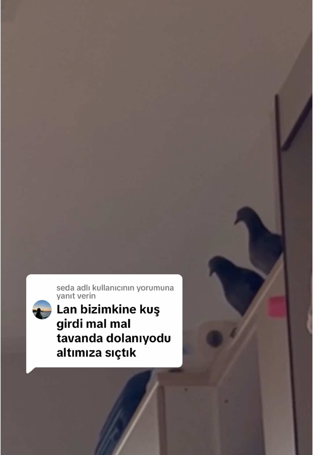 @melikecfci