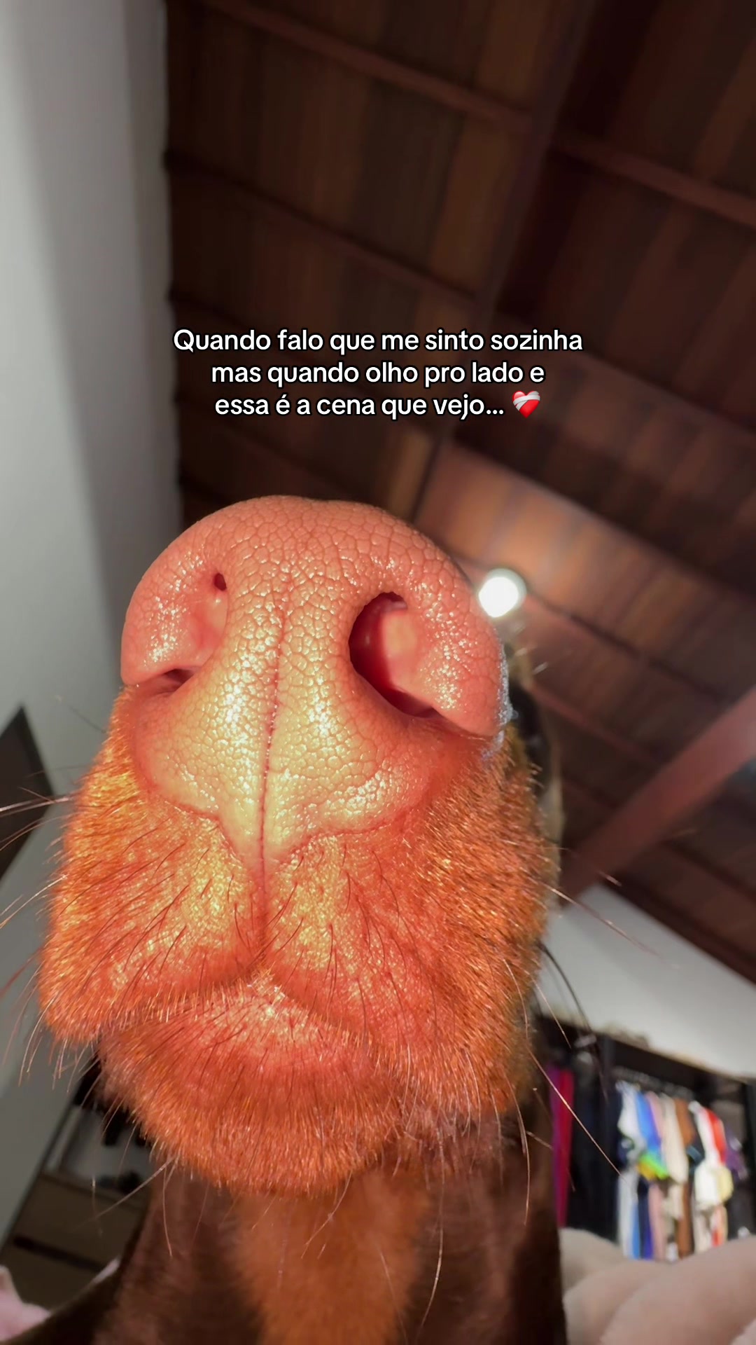 @Ravena e Venom, os Dobermans