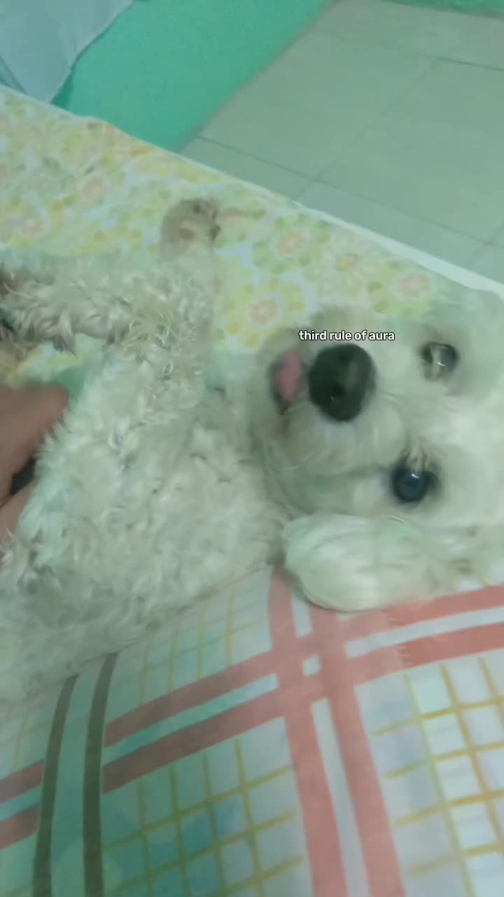 @Kr4zysh4t帝