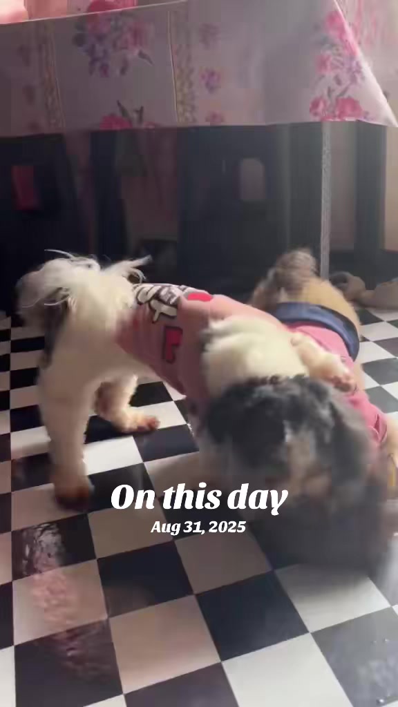 @Zoey&Zoomy&Zoya🥰🐶🐱🐶🐾🦴