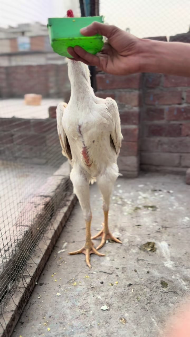 @Poultry Express 🐓