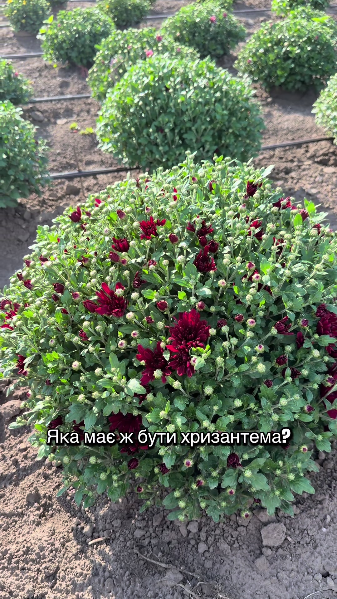 @Хризантема мультифлора