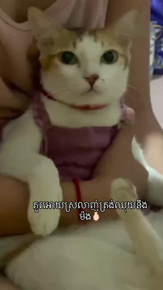 @Mew mew