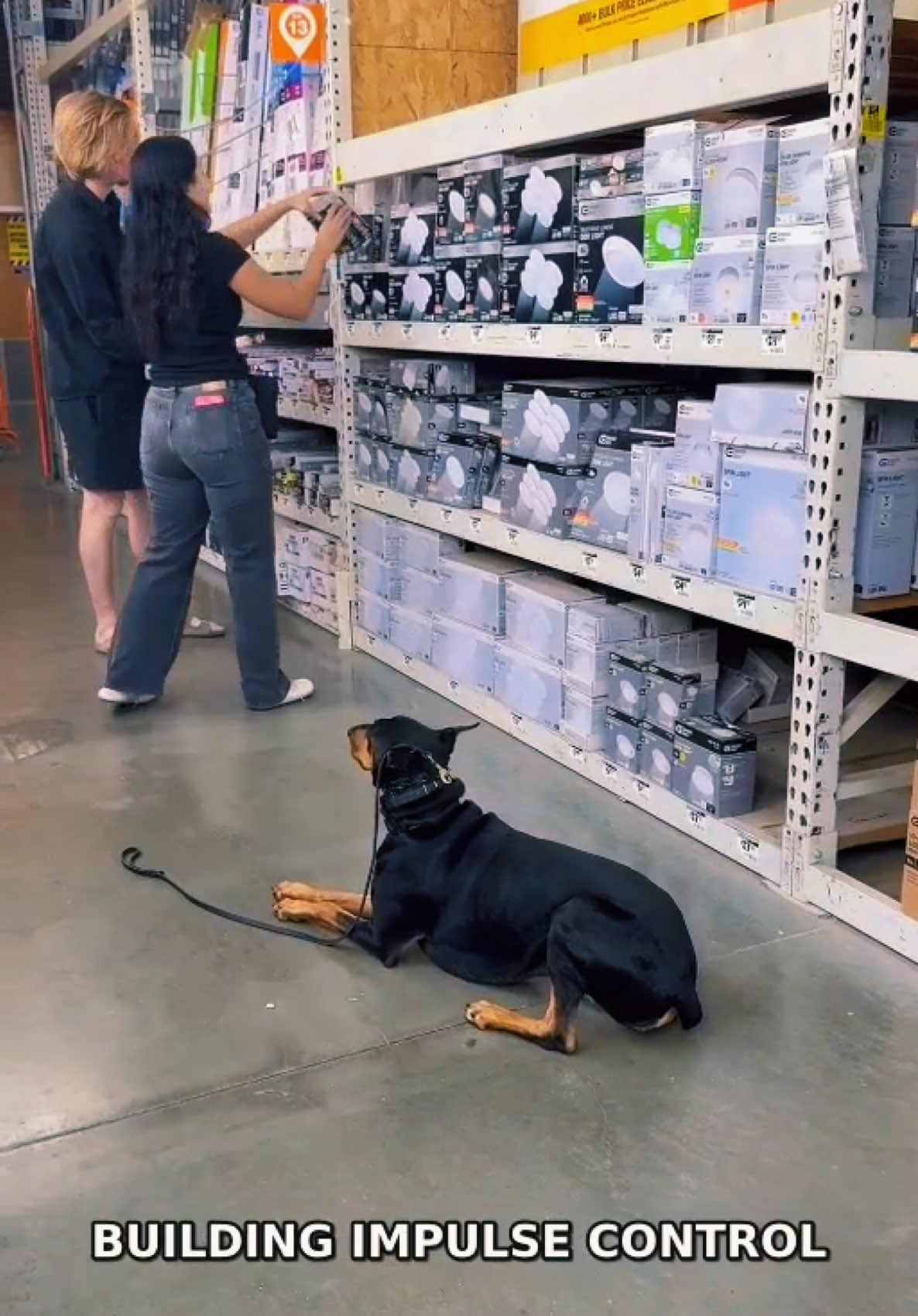 @Tactical K9s Dog Training