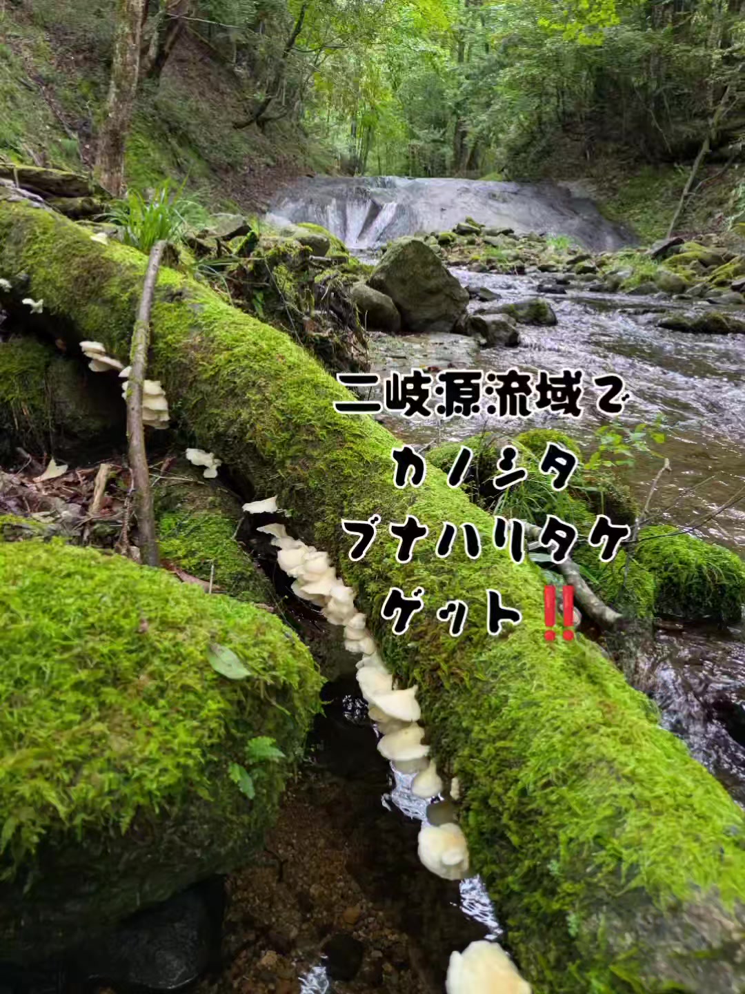 @若旦那