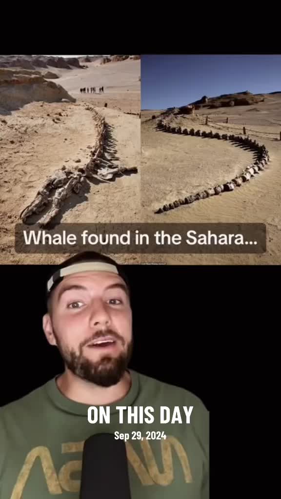 @Archaeowolf