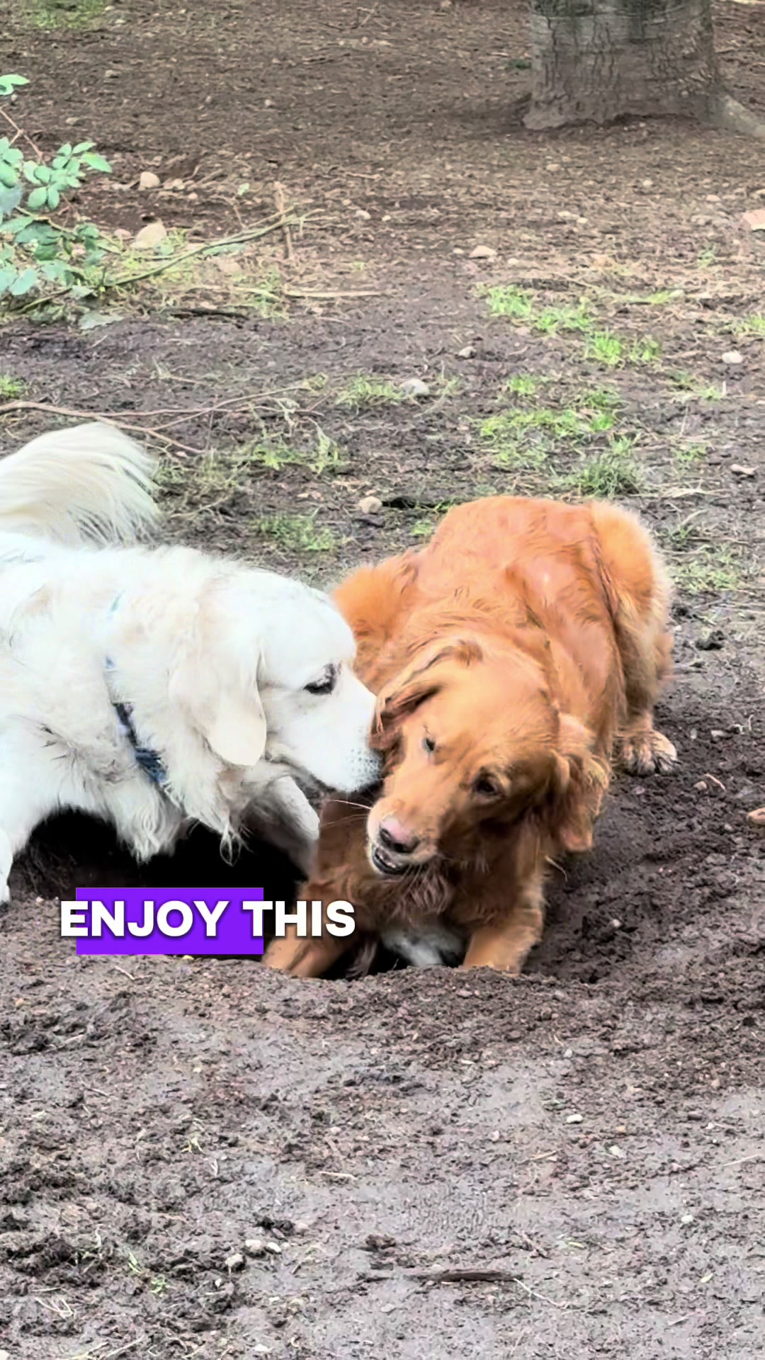 @Derpydogbus