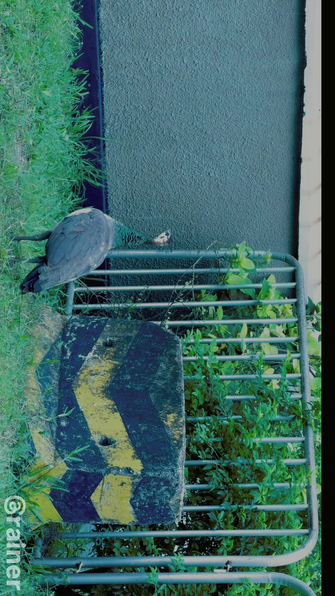 @ℝ𝕒𝕚𝕟𝕖𝕣 𝔸𝕕𝕧𝕖𝕟𝕥𝕦𝕣𝕖