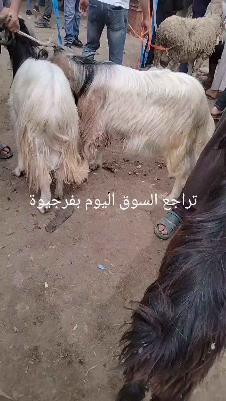 @Zaki Nounou