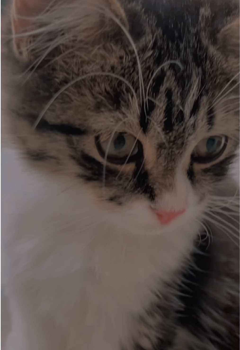 @KîTKáT😻