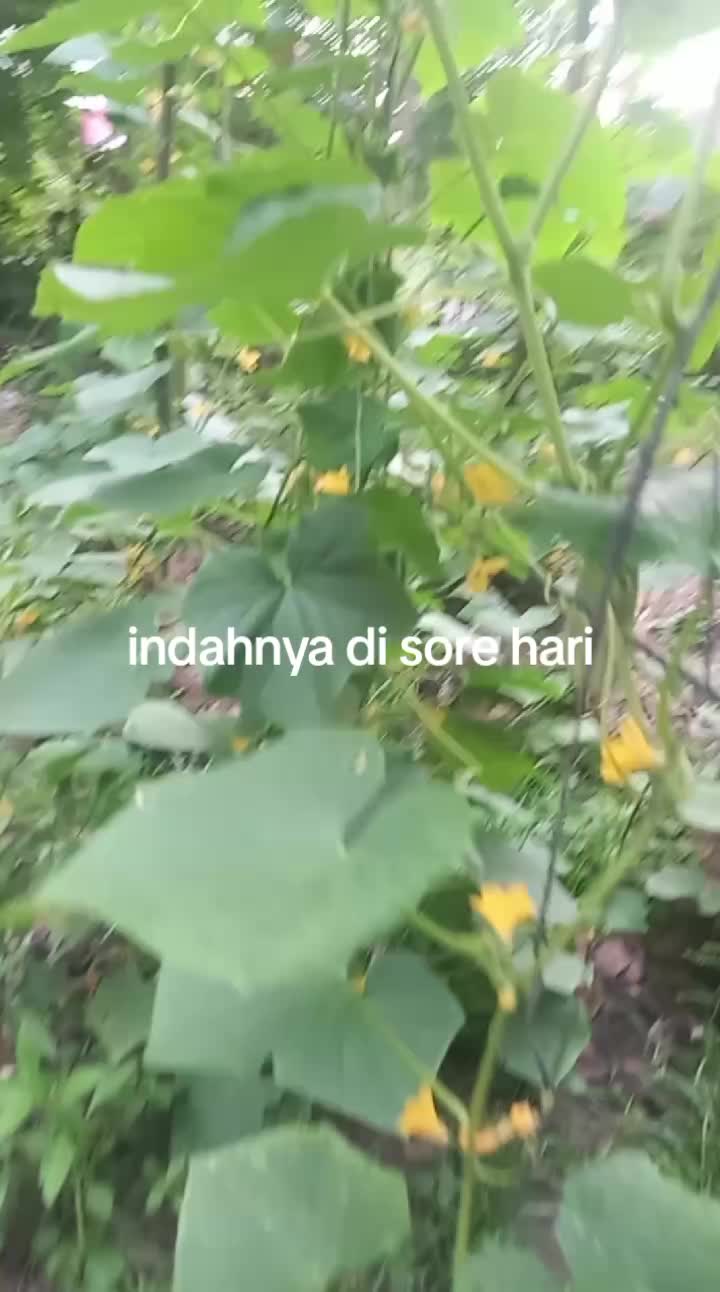 @ARKADAFI