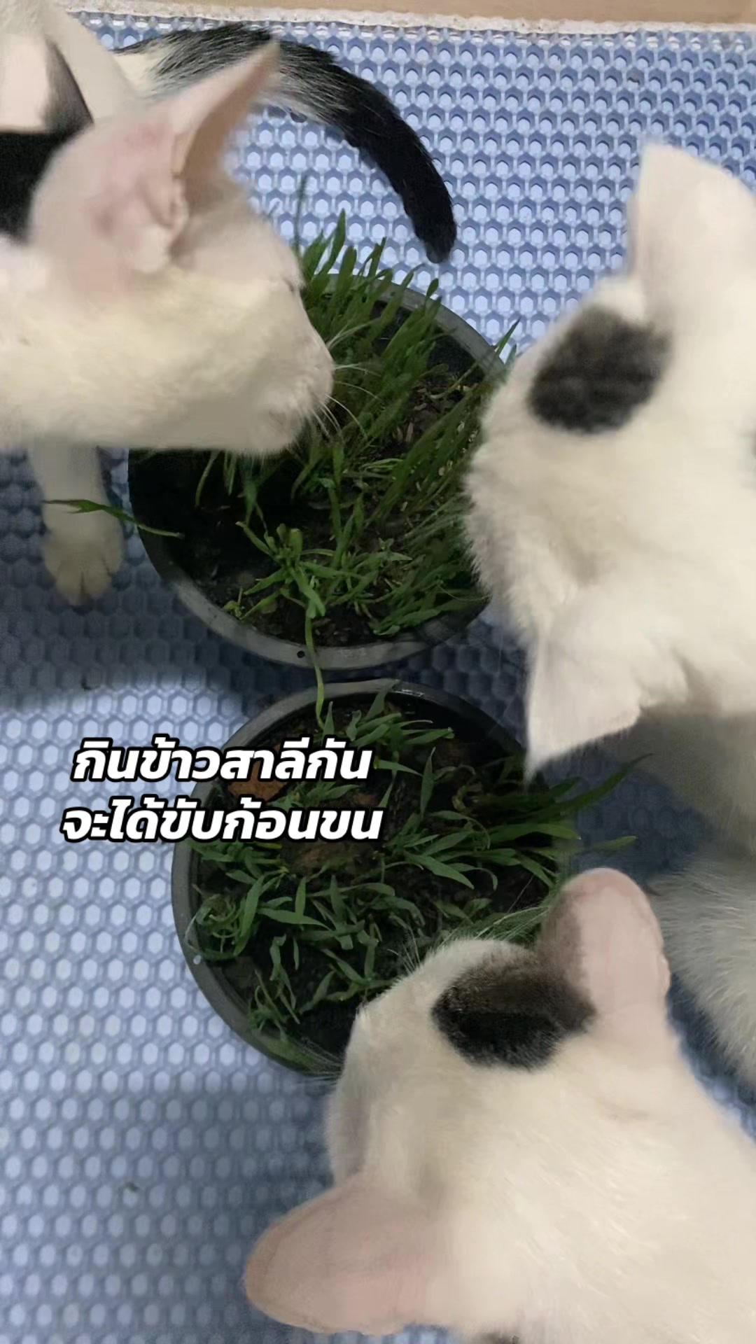 @εїз dokmai ✿ ꫂ ၴႅၴ