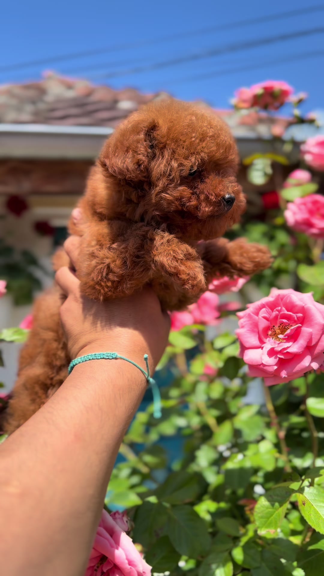 @RED_POODLE_KING