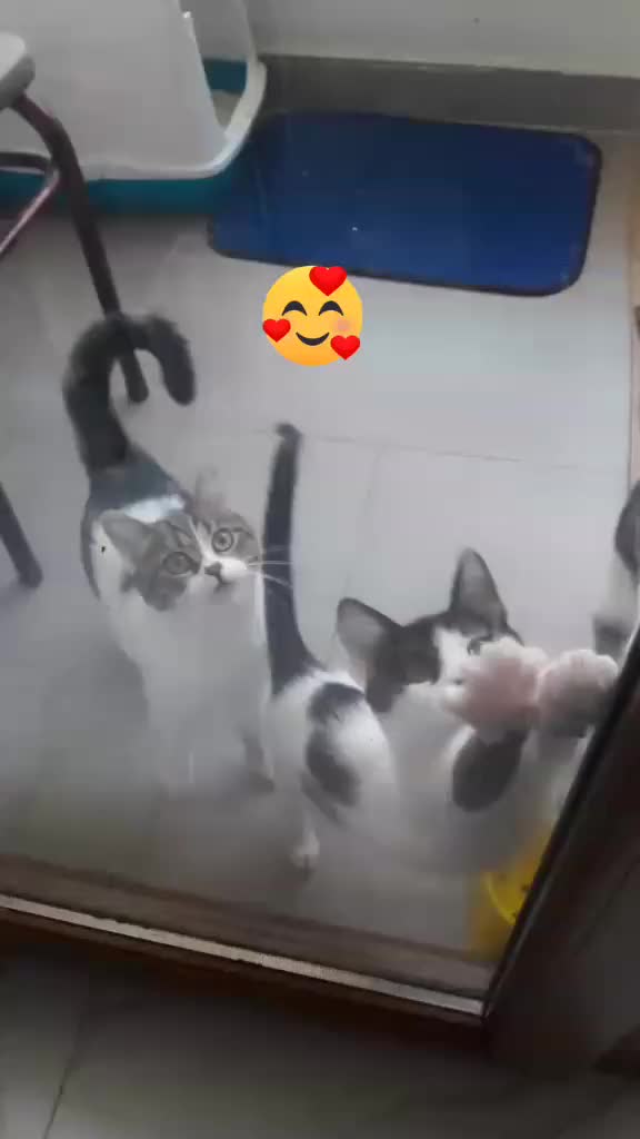 @💞S̴E̴V̴D̴A̴ ̴💞KEDİ💞