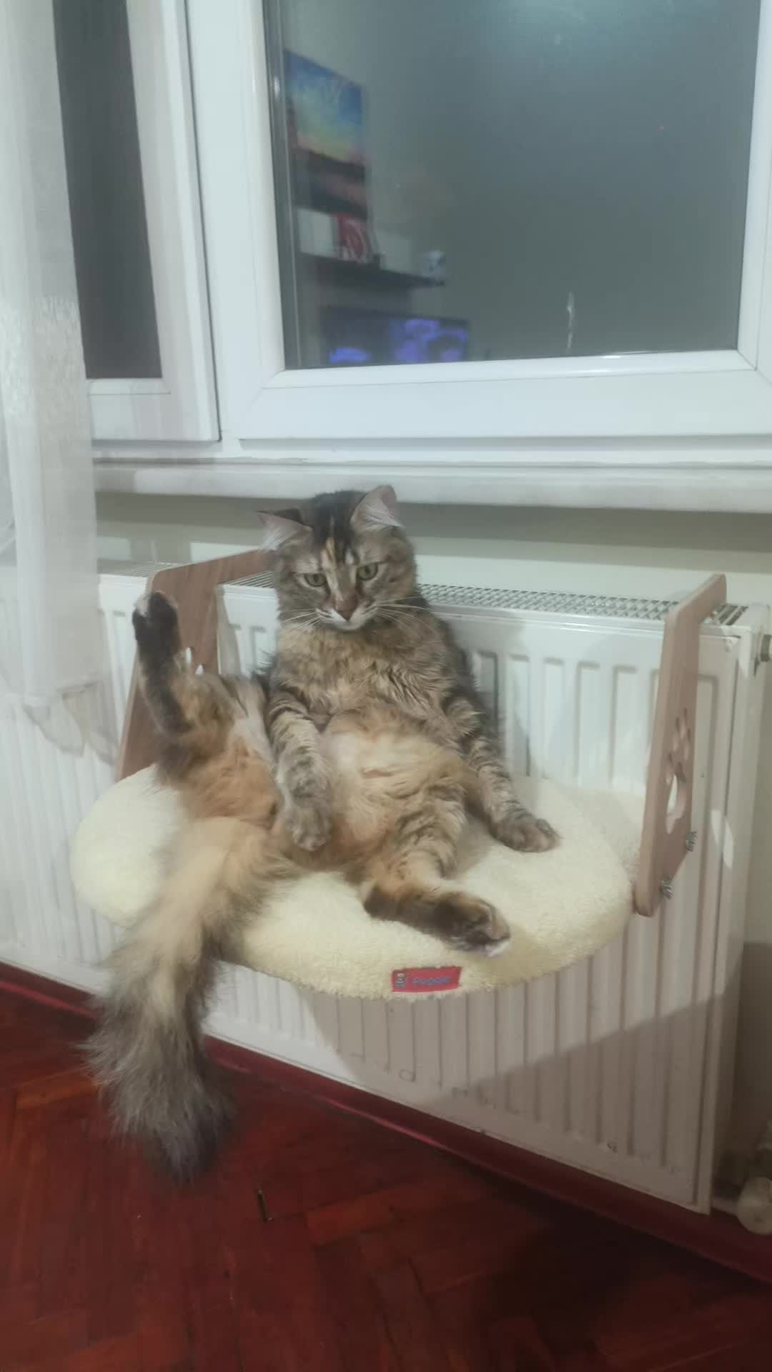 @nazlı sultan