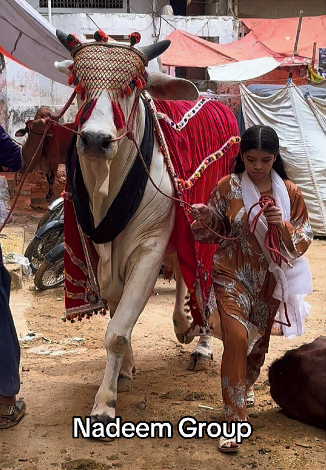 @Karachi Bull lovers